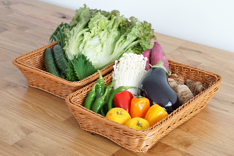 【野菜のサブスク】旬の土佐野菜の詰め合せが毎月届く、野菜の定期便 （2023年11月）